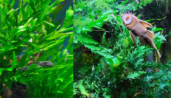 16 Awesome Low Light Aquarium Plants (Mosses, Ferns & Stem Plants)