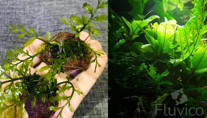 Mastering African Water Fern Care: A Complete Guide