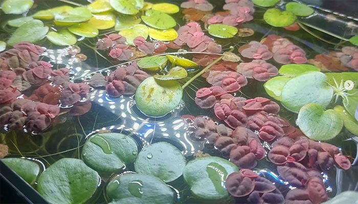 Amazon Frogbit – How to Grow and Care for Amazon Frogbit