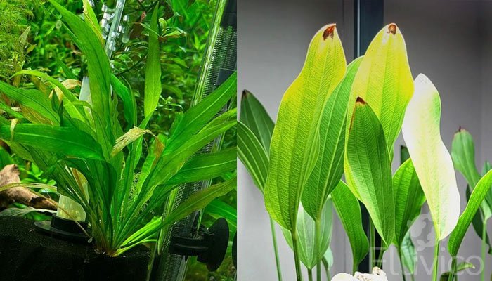 The Ultimate Guide to Amazon Sword Plants: Care, Planting, and Propagation