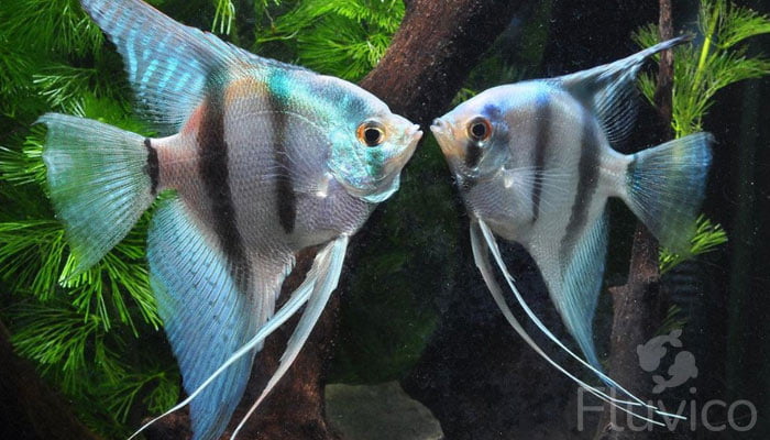 Care Guide for Angelfish: The Feisty Angel of the Aquarium