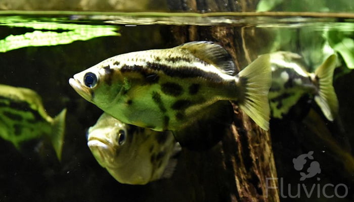 Perfect Your Archer Fish Care with Our Comprehensive Guide