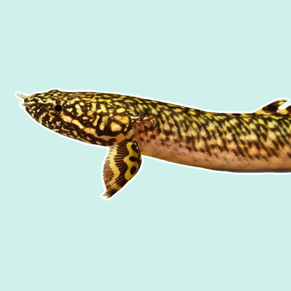 The Ultimate Bichir Care Guide