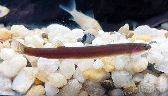 Black Kuhli Loach - Perfect for Your Aquarium?