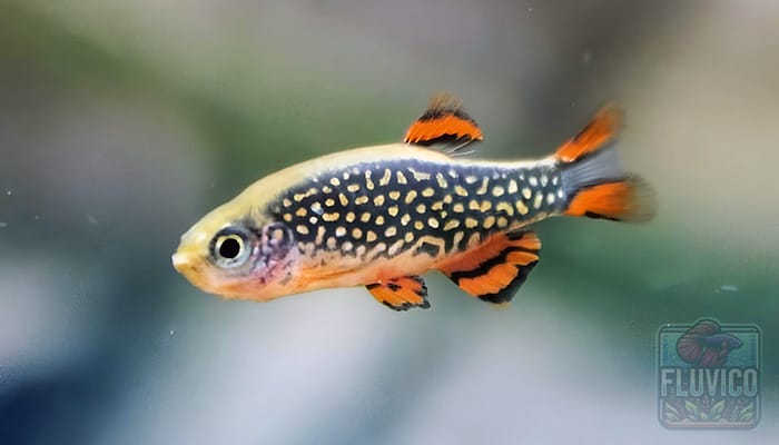 Celestial Pearl Danio Care Guide