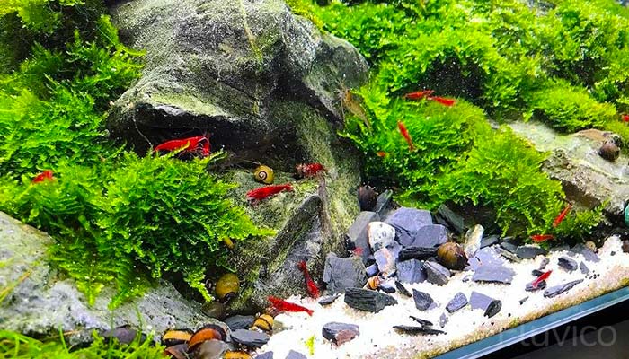 Christmas Moss: Care Guide: Origins, Parameters, Size, Planting, Growth, and Propagation