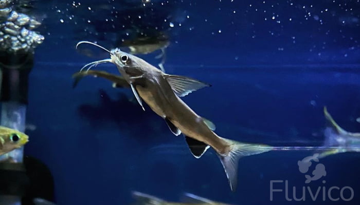 Caring for Columbian Sharks: Your Detailed Guide