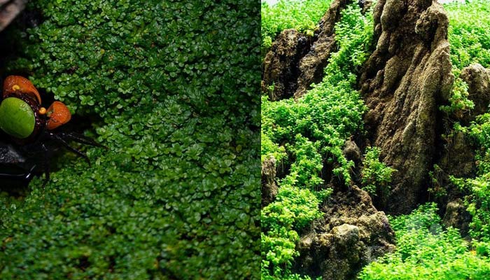 Top 10 Foreground Plants: Compact Aquatic Wonders: