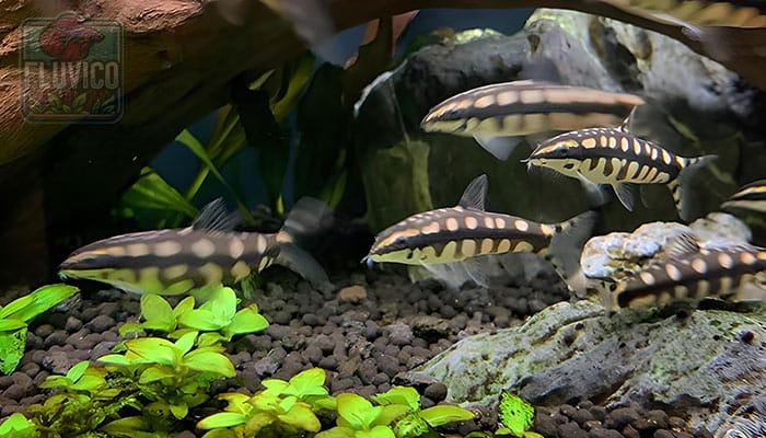 Dwarf Chain Loach 101 (Ambastaia sidthimunki)