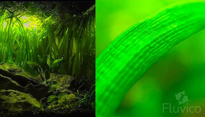 Dwarf Sagittaria Care Guide