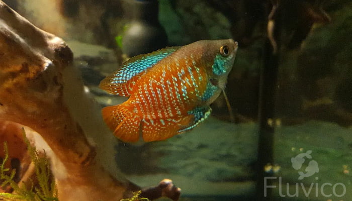 The Essential Dwarf Gourami Care Guide