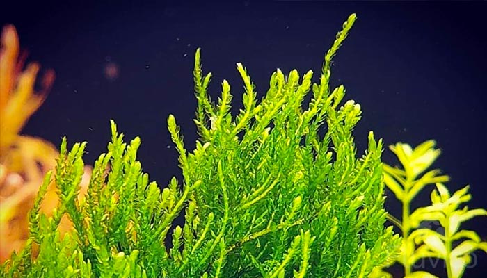 Flame Moss Care Guide: (Origins, Size, Planting, Aquascaping, Growth Tips, Propagation & FAQs)