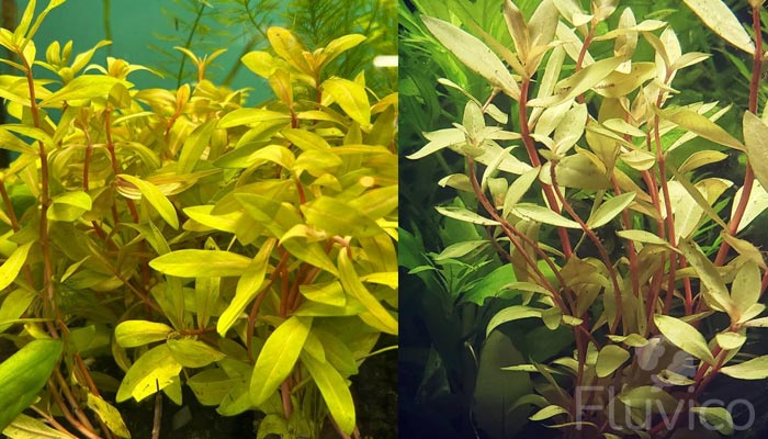 Discover 15 Freshwater Stem Plants for Vibrant Aquariums