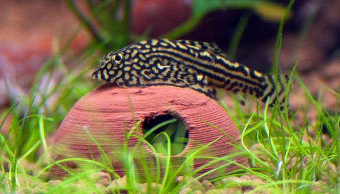 Hillstream Loach Care Guide