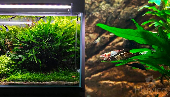 Java Fern: Care Guide: Origins, Parameters, Size, Planting, Growth and Propagation
