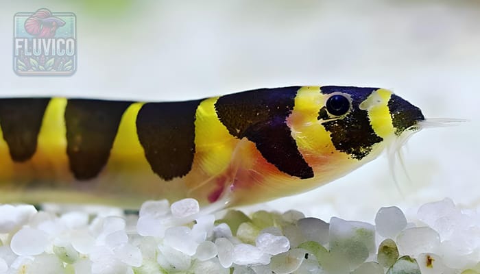 Kuhli Loach 101: Care Guide