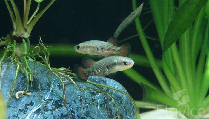 Mastering Livebearer Care: A Comprehensive Guide