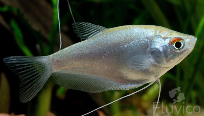 Magnificent Moonlight: Moonlight Gourami Care Guide