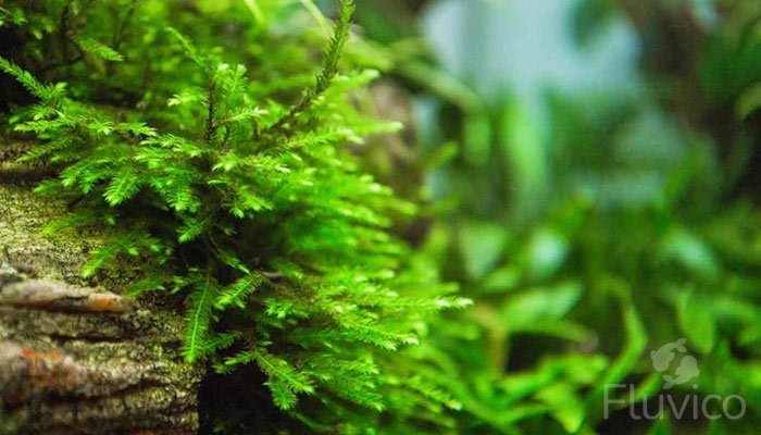 Peacock Moss 101: Care Guide (aka Spiky Moss)