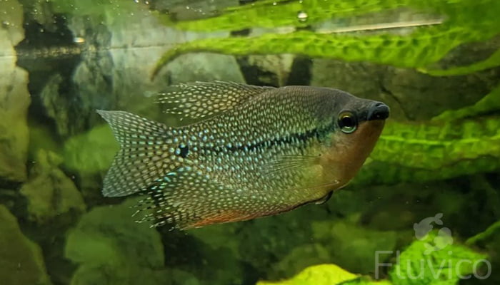 Pearl Gourami Care: Nurturing The Mellow Beauties of Freshwater Aquariums