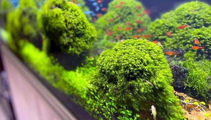 Phoenix Moss: 101 Care Guide - The Most Beautiful Moss?