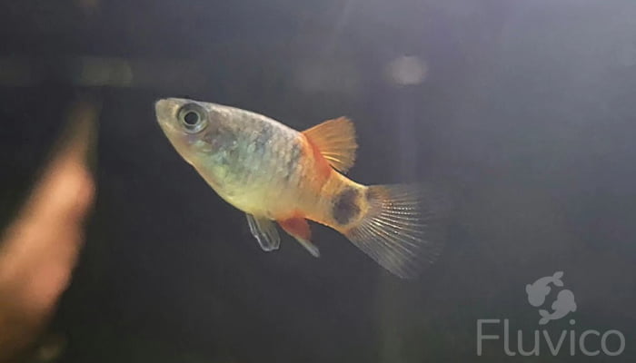 Platy Fish: The Comprehensive Care Guide