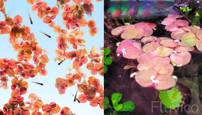 Creating Aquatic Masterpieces: The Ultimate Red Root Floater Care Guide