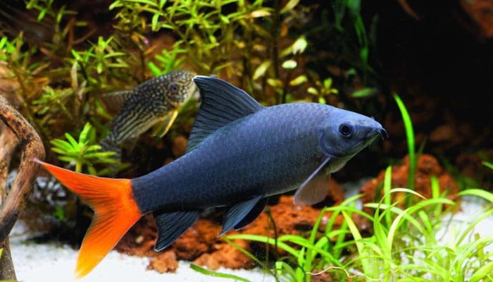 Unlock the Secrets of Red Tail Shark Care: An Unparalleled Aquarium Guide