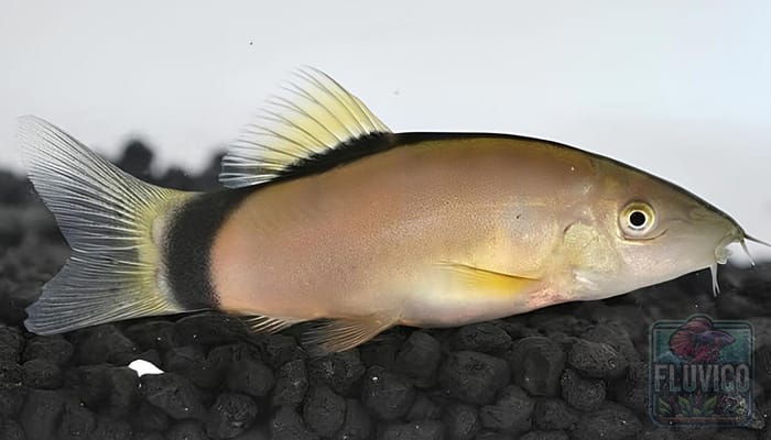 Skunk Loach Care Guide 101