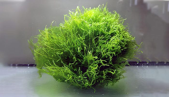 Stringy Moss 101: Care Guide