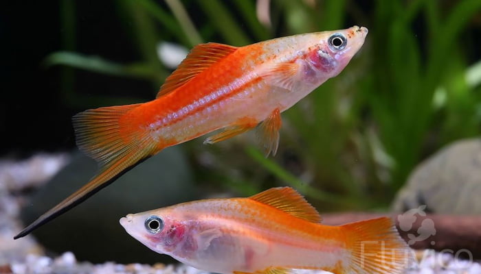 Swordtail Fish Care Guide: Everything You Need To Know