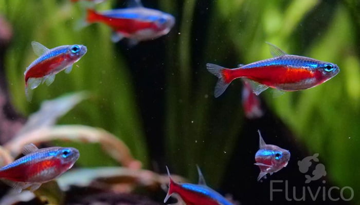 Complete Tetras Care: Tips, Tricks & Best Practices