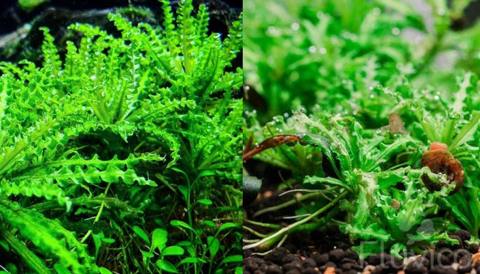 The 12 Best Carpeting Plants for Your Aquarium