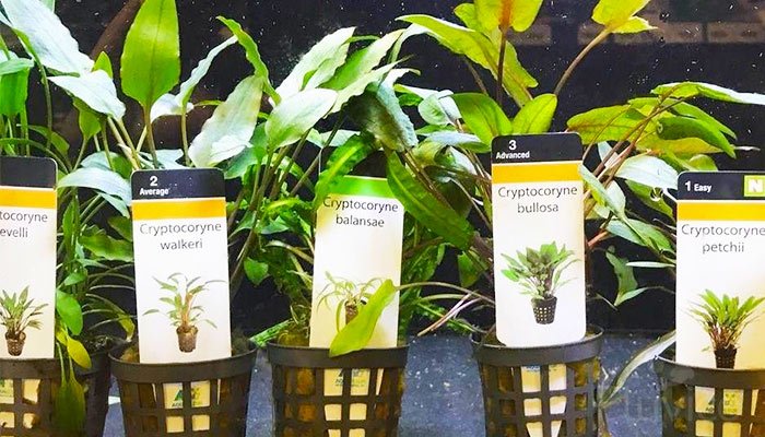 15 Types of Cryptocoryne: Which is Best For Your Aquarium Setup?