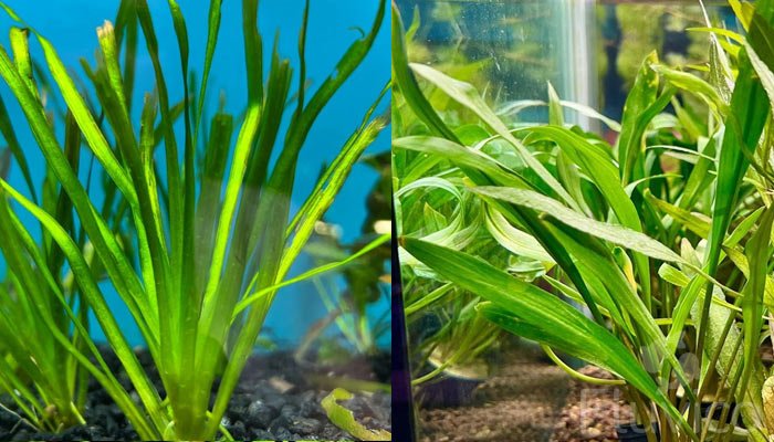 Unlocking Vallisneria Potential: The Ultimate Care Guide