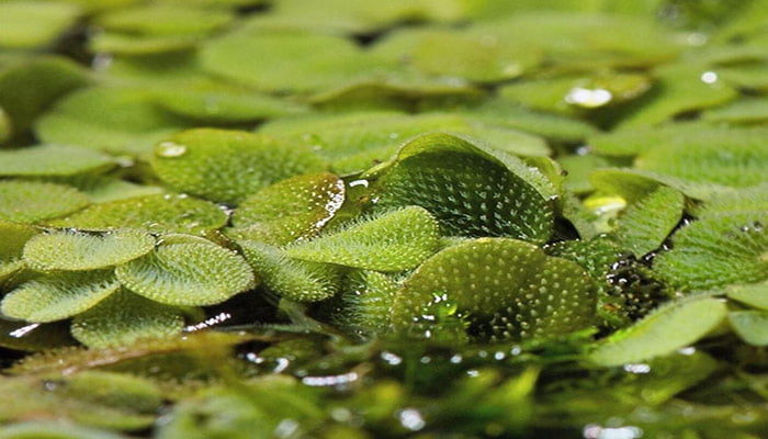 Water Spangles Ultimate Care Guide