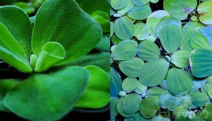 The Ultimate Water Lettuce Care Guide: From Planting to Pest Control