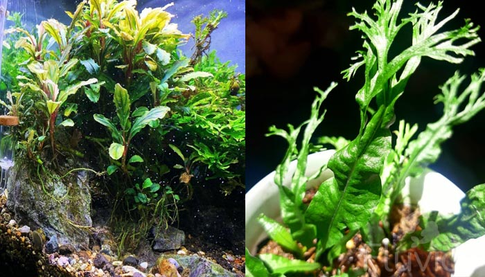 Essential Care Guide for Your Windelov Java Fern