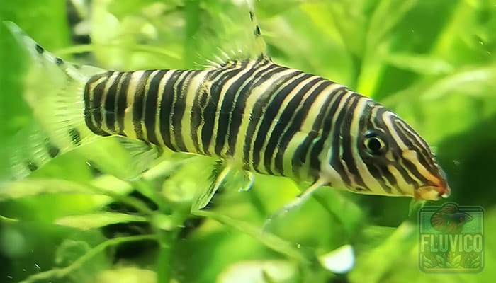 Zebra Loach 101 Care Guide