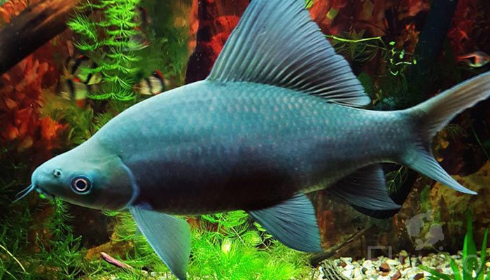 Black Shark Care: Your Comprehensive Guide