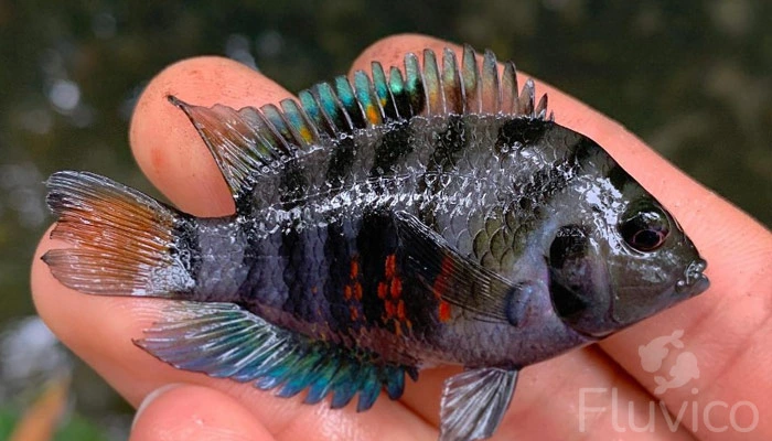 Convict Cichlid: Your Ultimate Care Guide