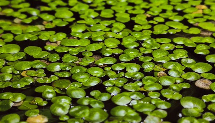 Mastering Duckweed Care: A Comprehensive Guide