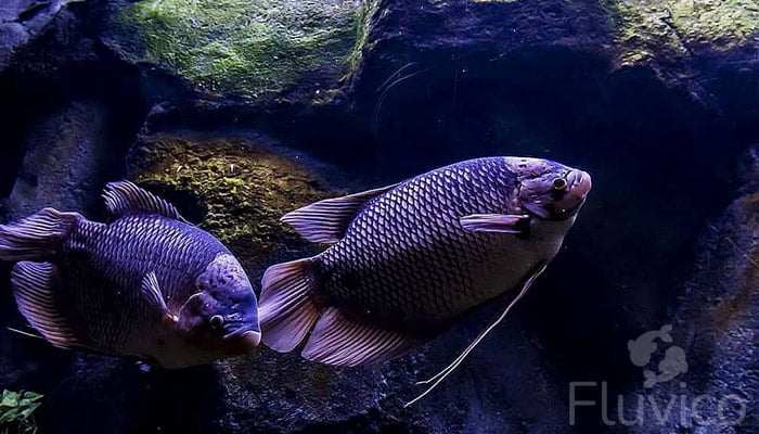 Fostering the Giants of Freshwater: The Giant Gourami Care Guide