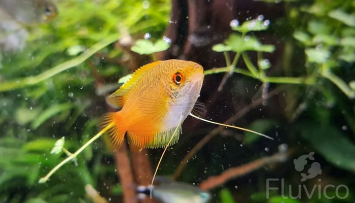 Unlock the Secrets of Honey Gourami Care: The Ultimate Guide