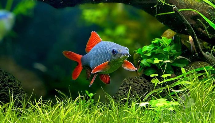 Essential Guide to Caring for Your Rainbow Shark