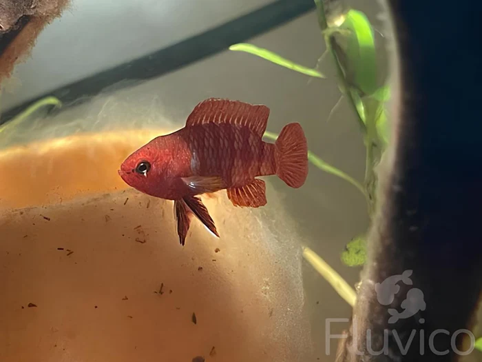 Discovering the Beauty of Scarlet Badis Care: A Complete Guide