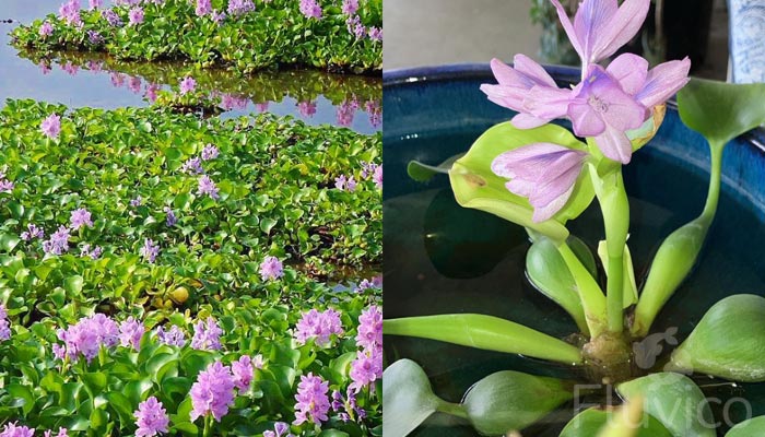 Water Hyacinth Care 101: From Planting to Blooming