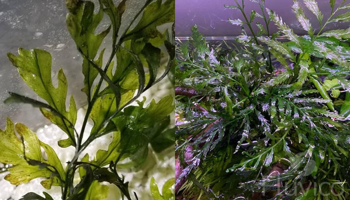 African water fern close-up