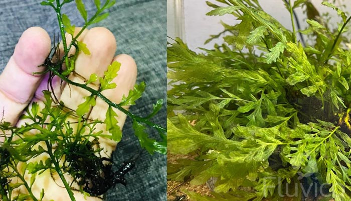 African water fern propagate