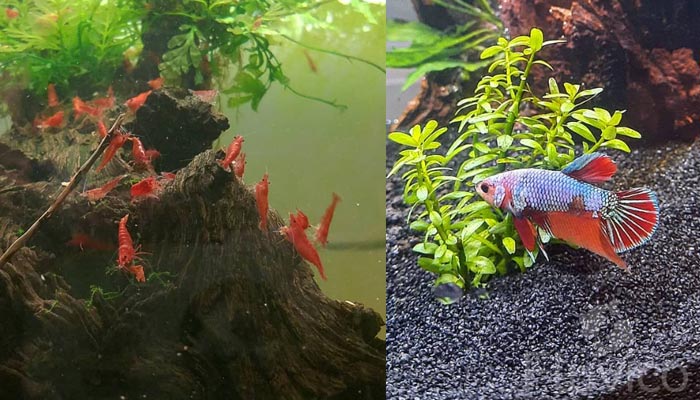 African water fern tank mates